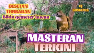 Masteran dan Pancingan Cucak Jenggot Medan Bikin Gacor Panjang