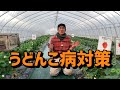 「いちご栽培 いちご農家」うどんこ病対策