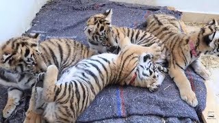 Los Nuevos Integrantes, Cachorros De Tigre