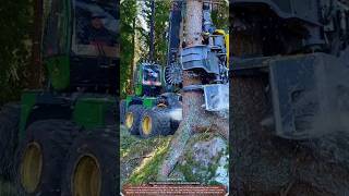 Forestry Harvester Machine Fells 1 Tree/min During Logging Work