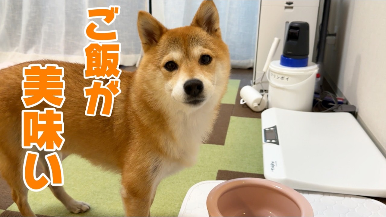 福ちゃんがここまで夢中になるとは思いませんでした