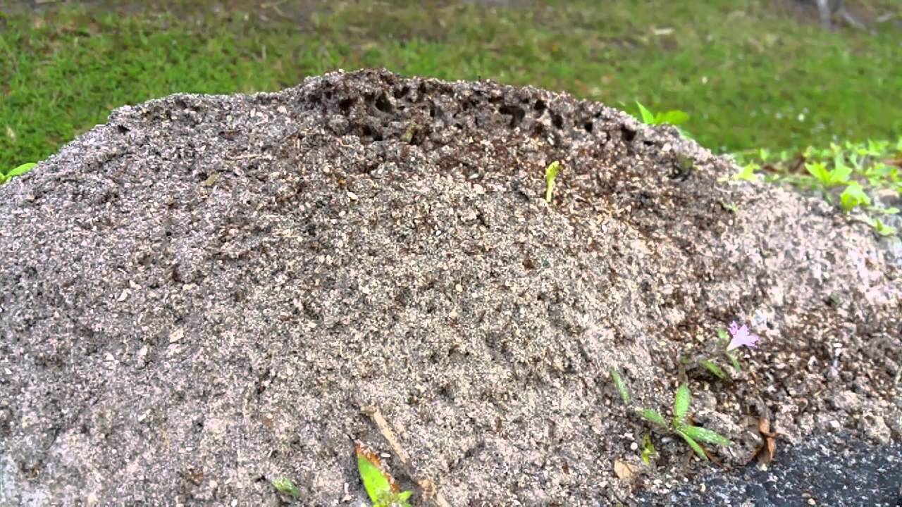 Ant pile rampage.slowmo Florida Red Ants YouTube