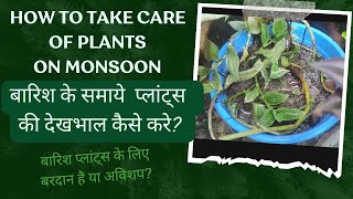 How to Grow Plants on Monsoon | बारिश के समाये प्लांट्स की देखभाल कैसे करें by Krishyel's Green Life 260 views 9 months ago 4 minutes, 25 seconds
