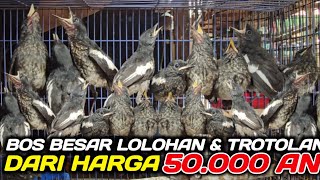 PASAR BURUNG LOLOHAN & TROTOL ! STOK RATUSAN EKOR CUMA MULAI 50 RIBUAN DIKIOS PASAR PRAMUKA