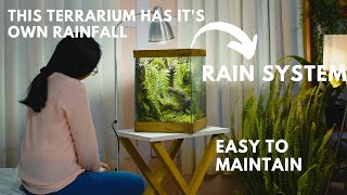 i made a forest style terrarium rain garden in a glass tank |  rainfall paludarium