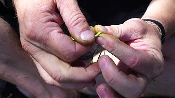 How to make Yucca Cordage