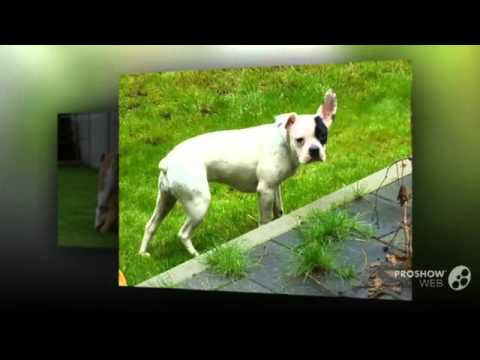 French Bulloxer Dog breed my dog is shaking