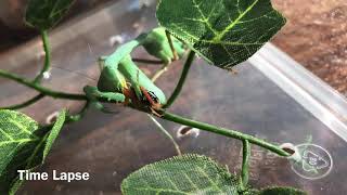 Peygamber Devesi Bakımı / Mantis / Egzotik Hayvanlar