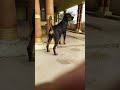 3 Months old rottweiler attack monkey