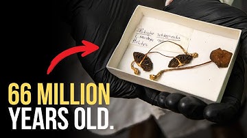 The Bizarre Evolution of Magic Mushrooms ✨