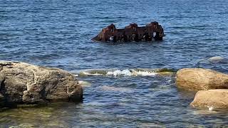1919 Ship Wreckage - All Were Saved At Sally's Cove - Newfoundland.