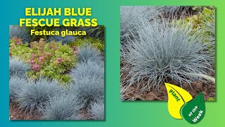 ELIJAH BLUE FESCUE GRASS | Festuca glauca
