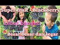 PANEN BUAH BLACKBERRY, ANAK ANAK PUN MAKAN SEPUASNYA,  BUAHNYA BESAR BESAR DAN LEBAT BANGET BAH!