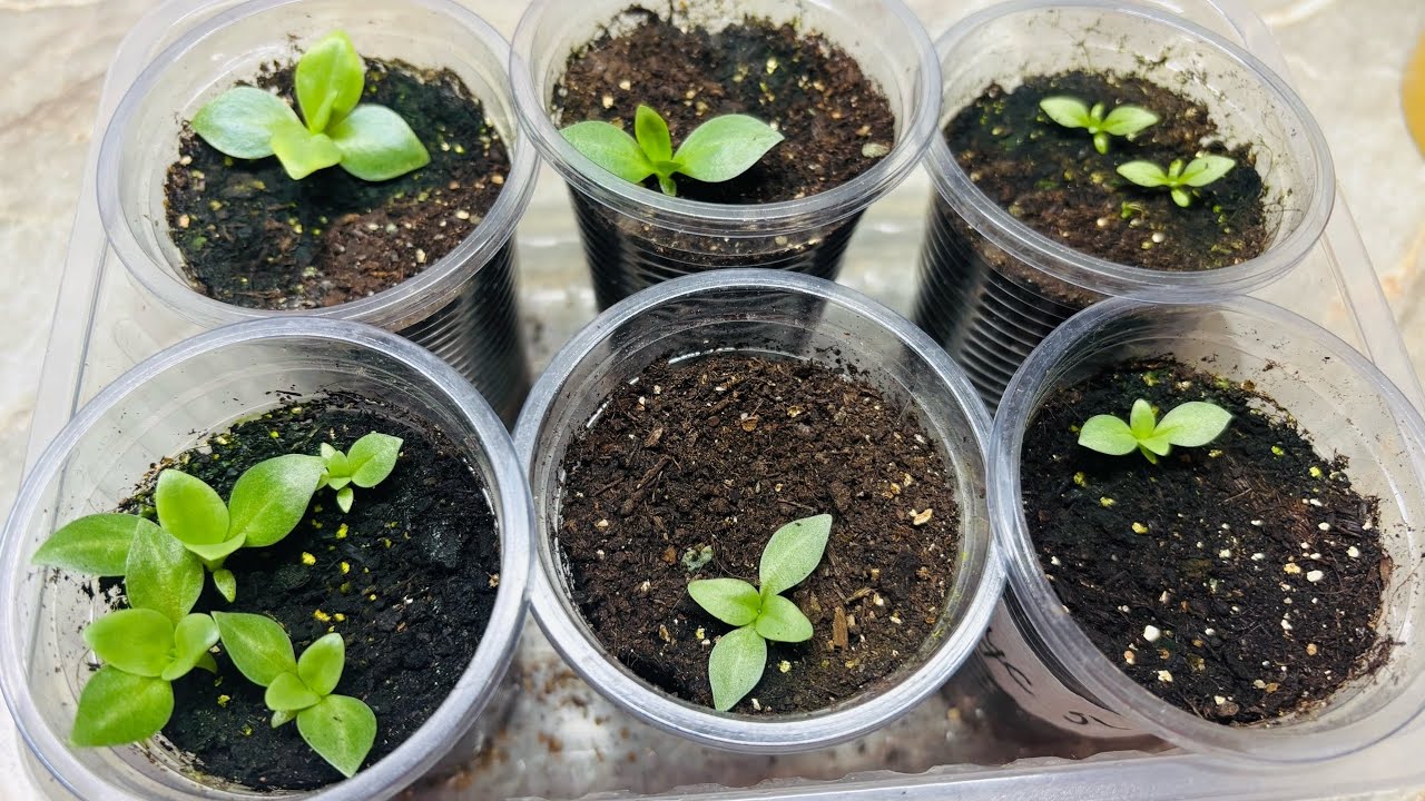 САМАЯ ПЕРВАЯ И САМАЯ ВАЖНАЯ  ПОДКОРМКА ЭУСТОМЫ!!