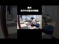 【驚き】柴犬、初めての成功でびっくり【豆柴ころた】#shorts #柴犬 #柴犬のいる暮らし #豆柴 #shibainu