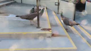 Peahens Going Round in Circles