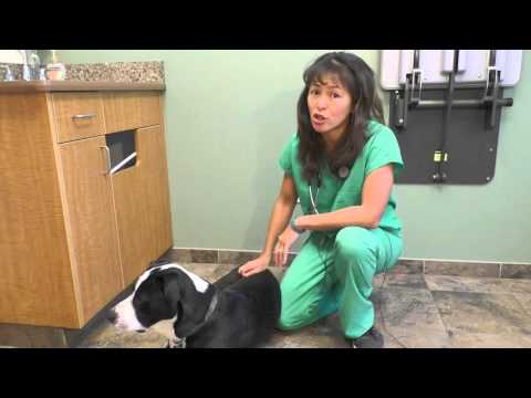 Video: Bloat in Dogs: cause, sintomi, primo soccorso