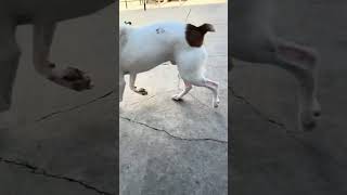 Braun - Adoptable at Priceless Pets
