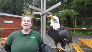 Spirit's Feathers (Bald Eagle)