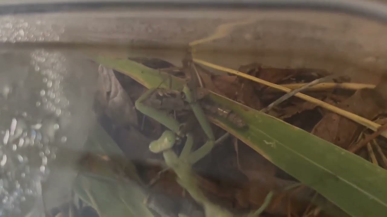 Nyx my new pet praying mantis eating a grasshopper