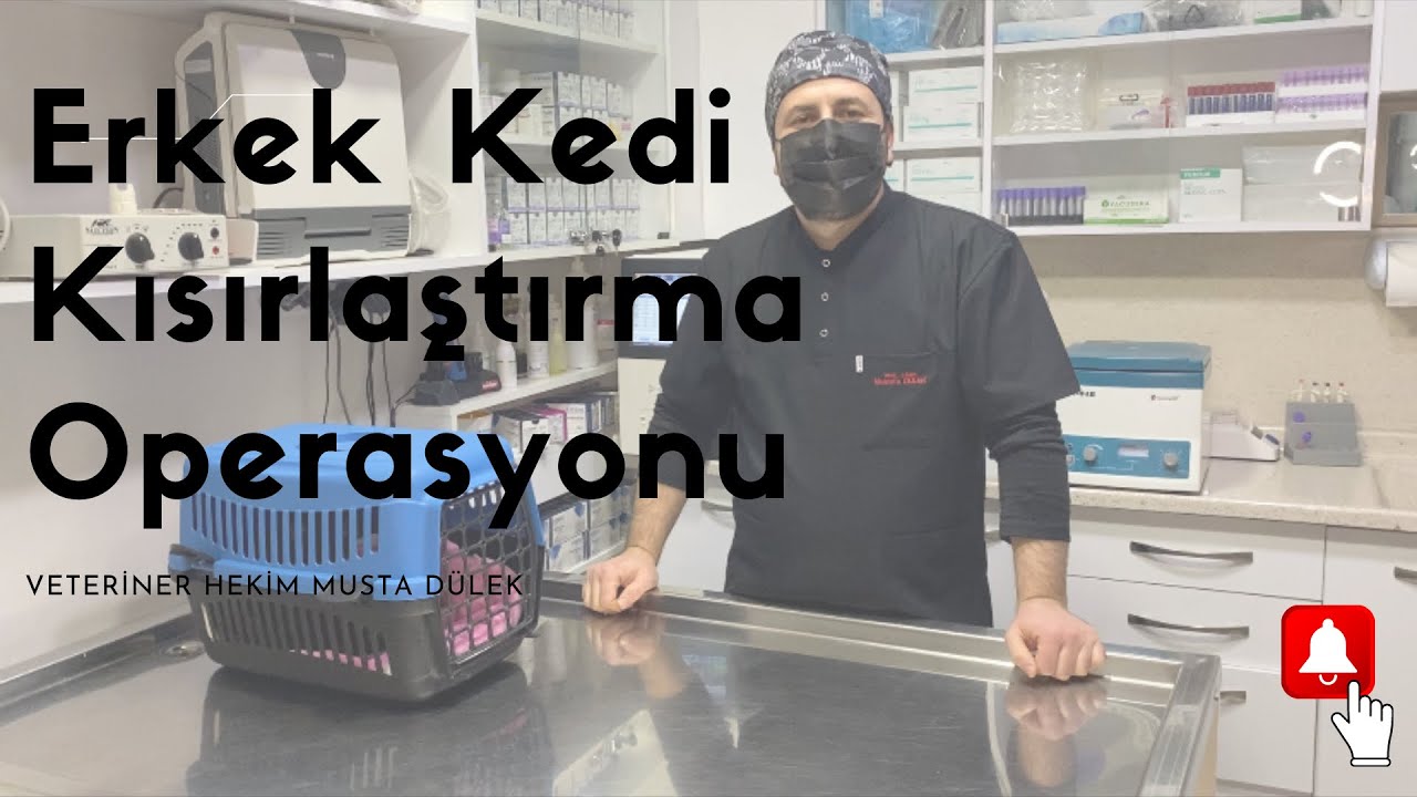 Erkek Kedi Kısırlaştırma Operasyonu Vet. Hekim Mustafa Dülek