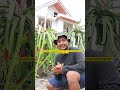 TIPS CARA MENANAM BUAH NAGA DI DALAM POT #shorts #dragonfruit #buahnagakuning #tabulampot