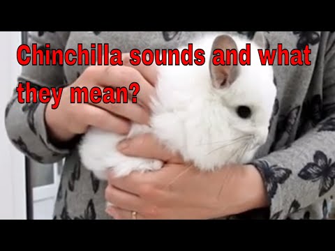 Video: Kenmerke Van Die Hou Van Chinchilla's