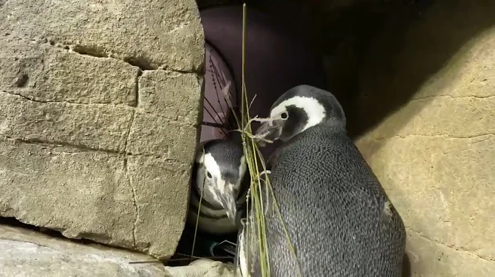 Penguin Nesting Season