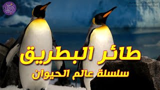 طائر البطريق معلومات وحقائق مدهشة لا تعرفونها عنه | سلسلة عالم الحيوان