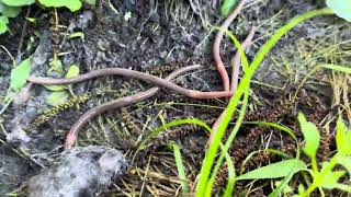 Does worm grunting work?