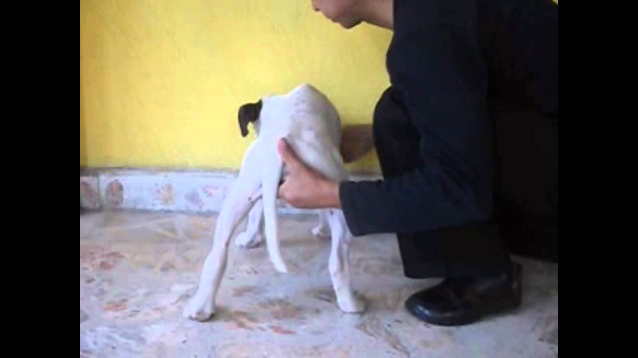 Boxer Hembra 1 Boxer Color Blanco De 3 Meses Disponible Youtube Boxer Hembra 1 Boxer Color Blanco De 3 Meses Disponible Youtube