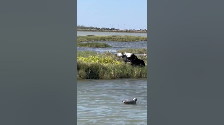 🦆 Ördək ovu  #avcılık #balıkavı #avköpekleri #balıkavıvideoları #ovçu #duckhunting #ördekavı