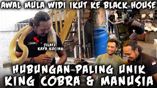 WIDI KING KOBRA TERBESAR DAN TERGANAS, BISA SEDEKAT INI SAMA MANUSIA..