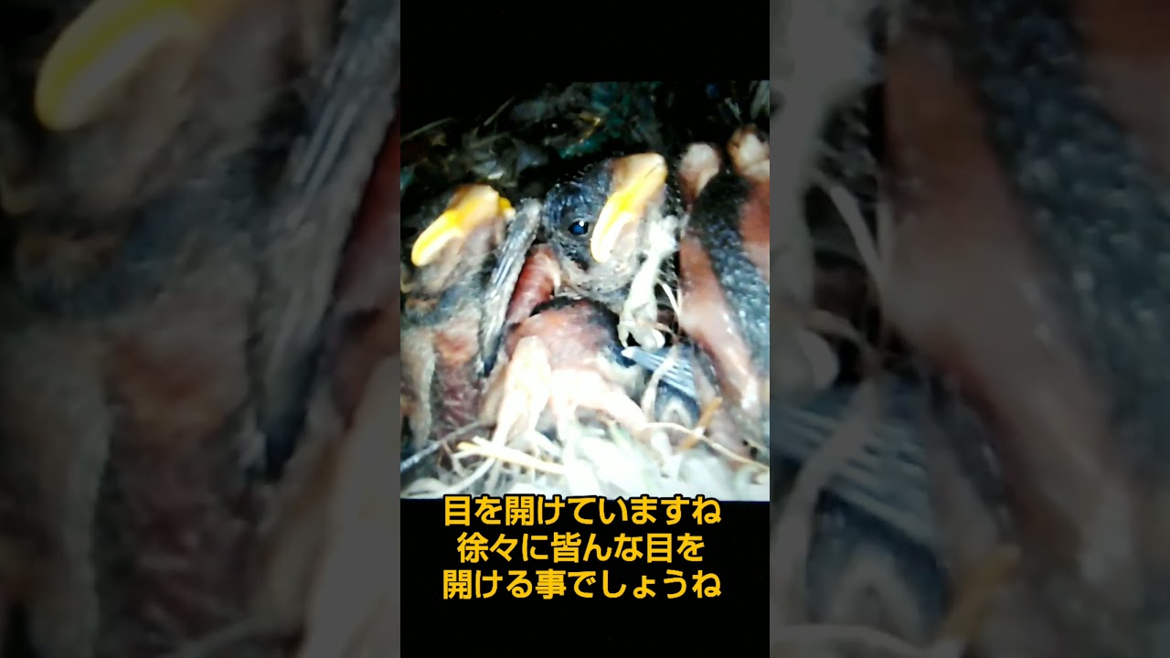 目を開け始めたスズメ達-生後6日目