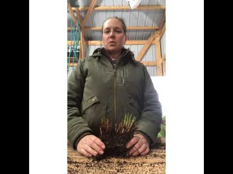 Video: Plant Irisse In Die Oop Grond In Die Lente: Hoe Om Dit Korrek Te Plant? Wanneer Is Die Beste Tyd Om Te Plant? Tot Watter Diepte Moet Risome In Die Land Geplant Word?