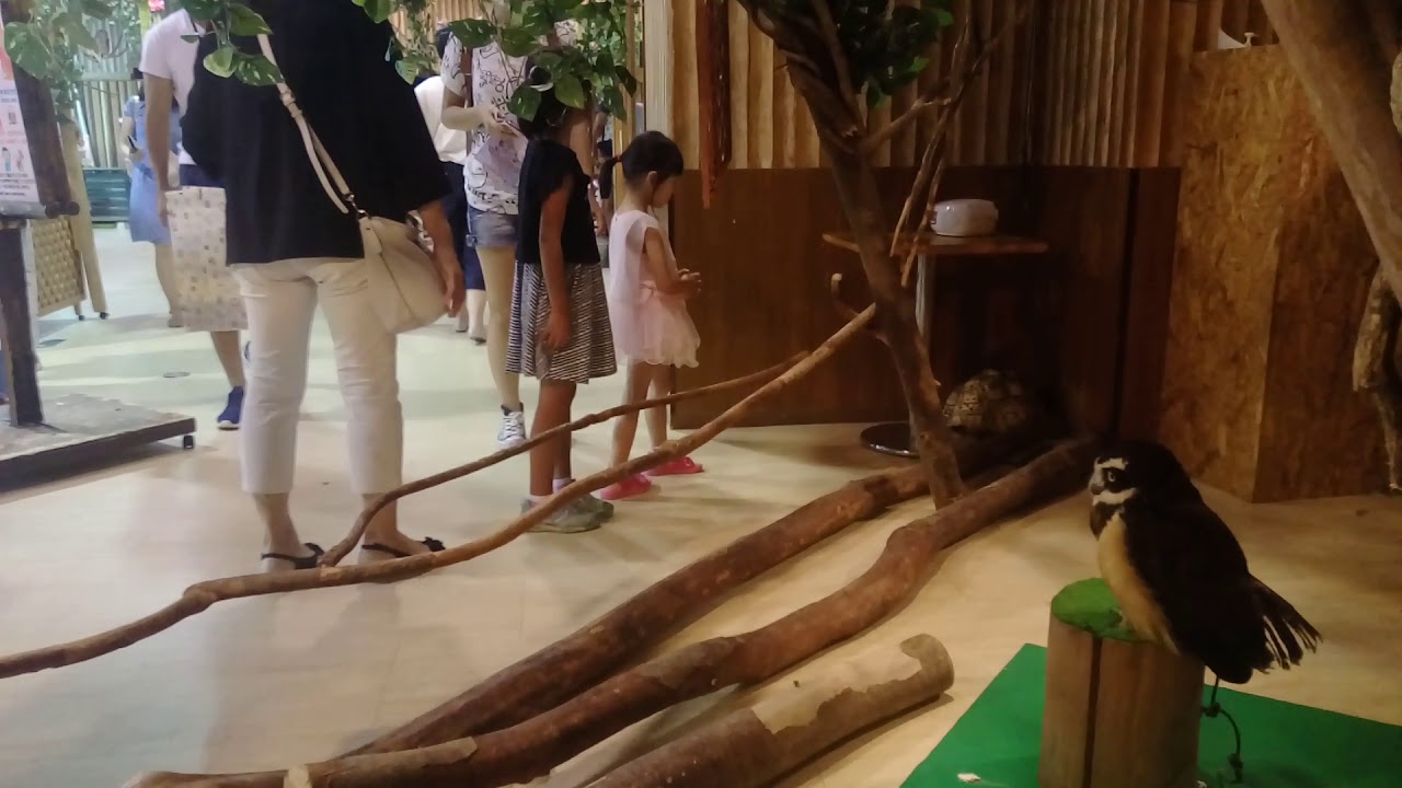 悠哉日本游 天保山室內動物園 Youtube