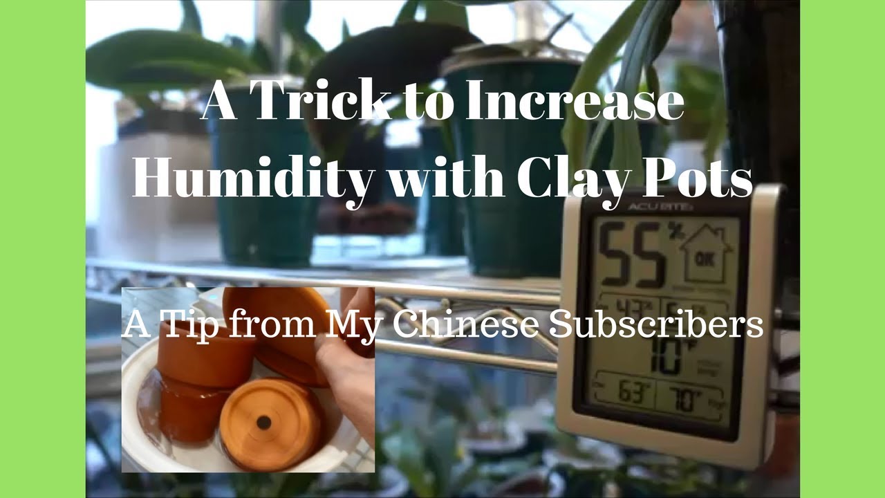 Orchid A Trick to Increase Humidity with Clay Pots YouTube