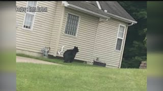 Bear sightings increase but don’t go in for that closeup