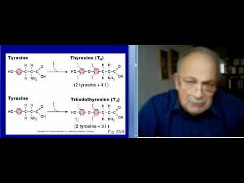 მოლ.ენდოკრინოლოგია, დ.მიქელაძე, 2.1