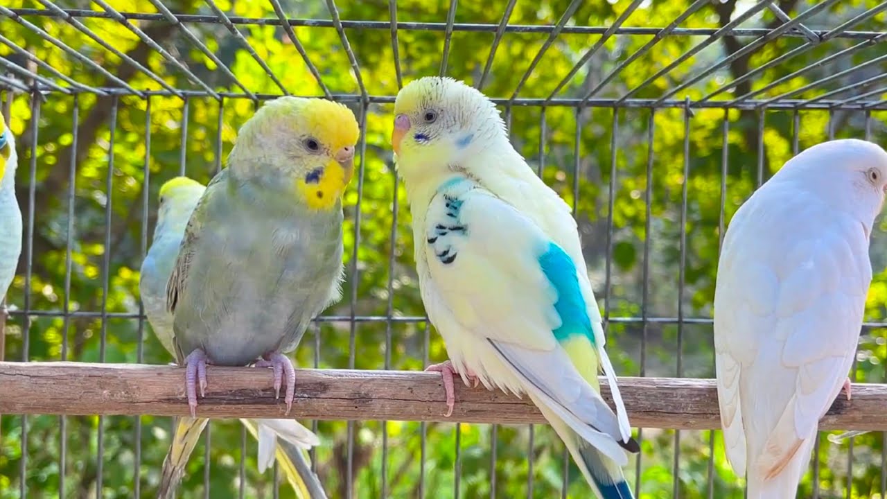 Parakeet Chirping ASMR – No Music, Just Birds 🎧 