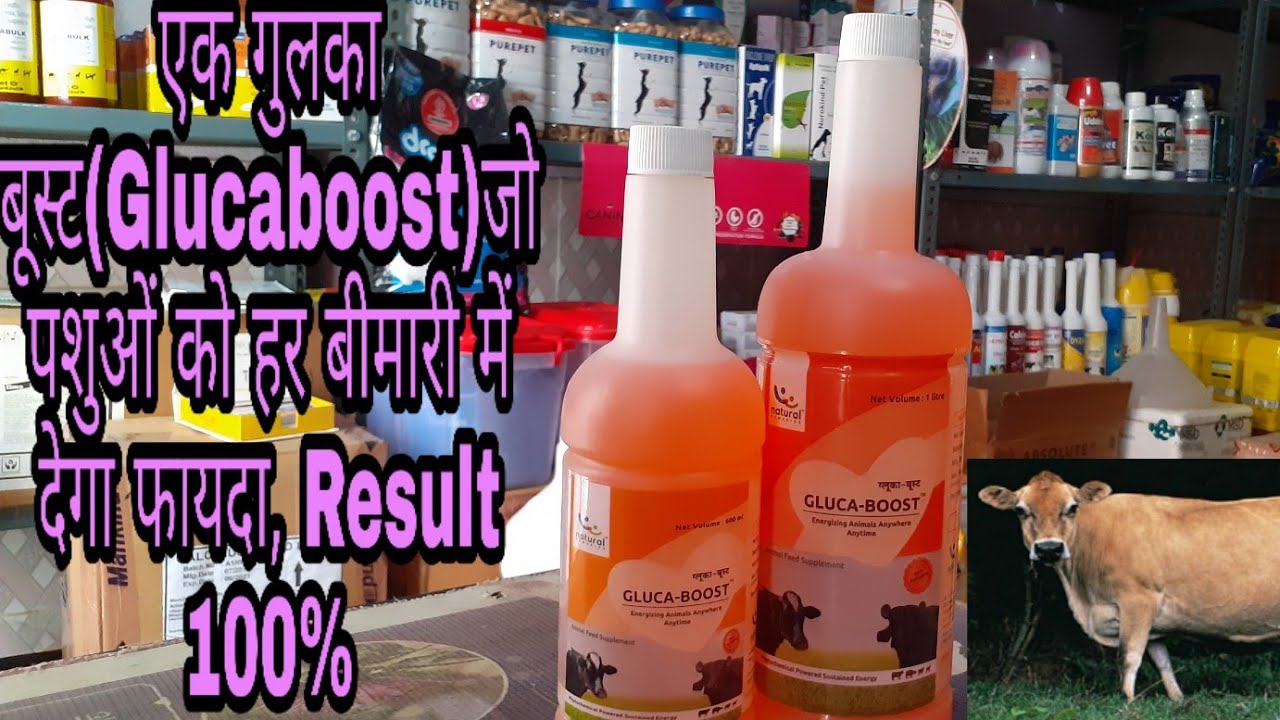 video phone beyonce mp3 पशुओं में गुलका बूस्ट (Glucaboost)का उपयोग Stress, पशु के ब्याने के बाद कमजोरी दूधव ग्लूकोज का लेवल