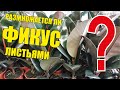 Размножается ли фикус каучуконосный листьями?