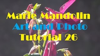 Marie Mandolin ~ Art and Photo Tutorial # 26
Description Marie Mandolin ~ Art and Photo Tutorial #26 Here I want you to do the same with it as in twenty five. Find any faults and then look for the good things. Make notes so that you will remember because pretty soon these tutorials will have far more in them. A long lens would work much better in this situation. Try it for yourself and see. There will lessons on how to use the camera to better advantage and also how to paint better from a video. Copyrighted Marie D. Henry A. R.R. Marie Mandolin ~ Art and Photo Tutorial # 26