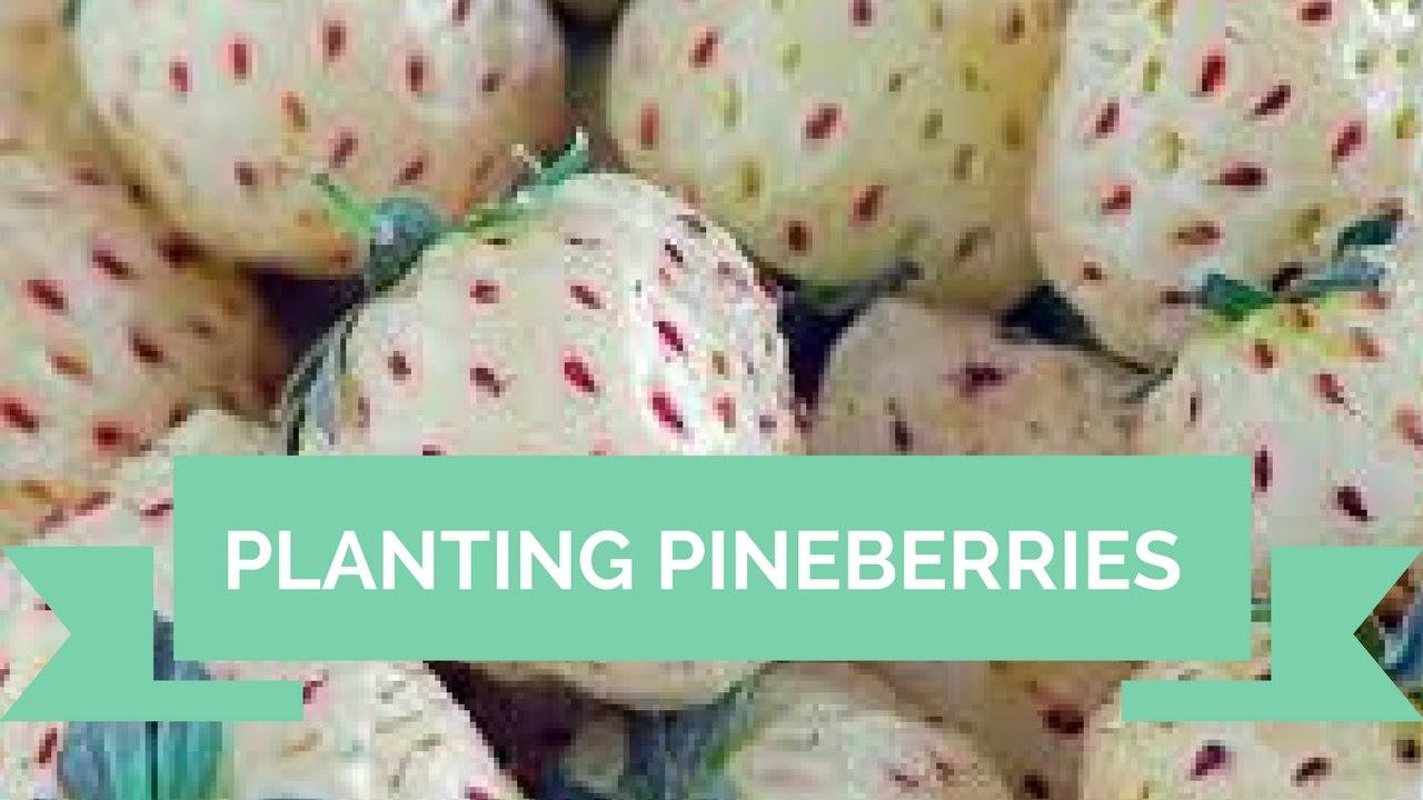 Planting Pineberries [White Strawberries]