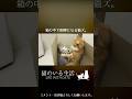 箱の中で喧嘩になる猫ズ。 #Shorts