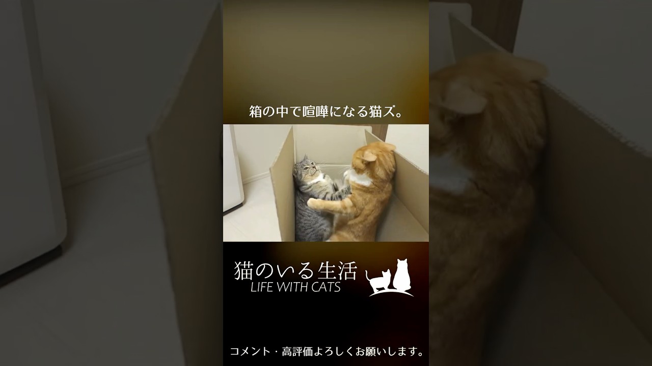 箱の中で喧嘩になる猫ズ。 #Shorts
