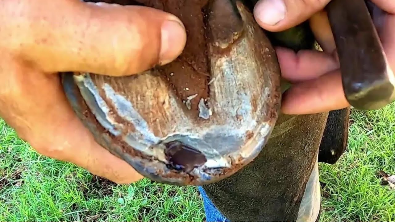 Broca no casco do Potro ...