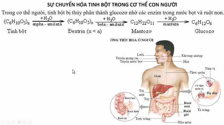 Hiện tượng thoái hóa tinh bột là gì năm 2024