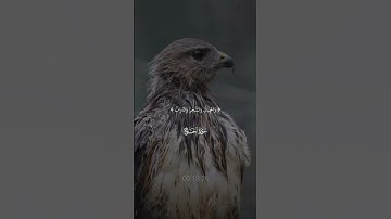 ما تيسر من سورة الحج / القارئ الشيخ ياسر الدوسري