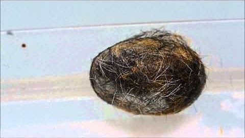 Caterpillar Cocoon Time Lapse